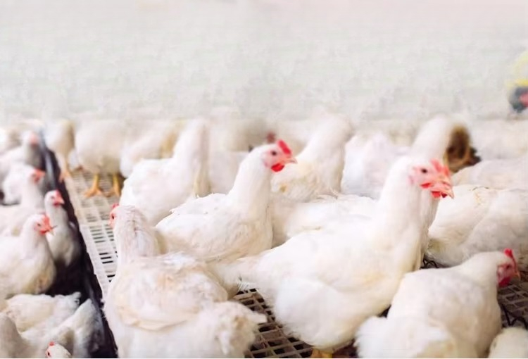 Aquecedor Elétrico Portátil de - Farming System & Sustainable Agriculture avaliação e preço
